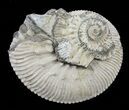 Wide Kosmoceras Ammonite - England #60300-1